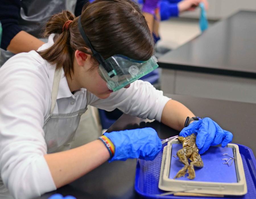 Photos: Mr. Groenes Dissection Lab