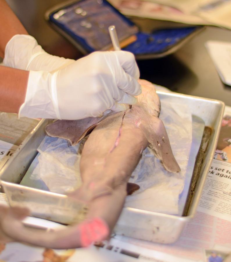 Photos: Shark Dissection
