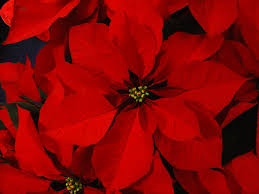 Buy your poinsettias today.